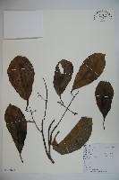 珊瑚樹藏品圖，第1張