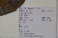 珊瑚樹藏品圖，第2張