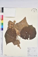 毛桐藏品圖，第1張