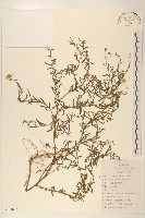 全葉馬蘭藏品圖，第1張