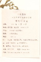 全葉馬蘭藏品圖，第2張