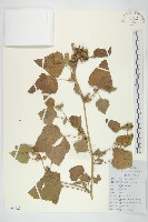 蒼耳藏品圖，第1張