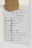 蒼耳藏品圖，第2張