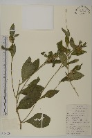 杓兒菜藏品圖，第1張