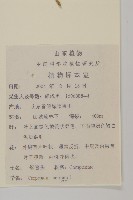 杓兒菜藏品圖，第2張