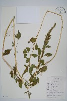 繁穗莧藏品圖，第1張