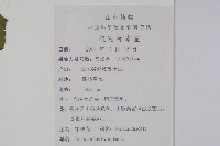 繁穗莧藏品圖，第2張