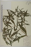 鱧腸藏品圖，第1張