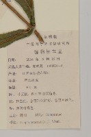 鱧腸藏品圖，第2張