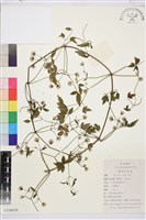 登錄號:S104638藏品圖，第1張