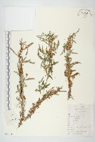 中國菟絲子藏品圖，第1張