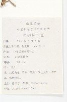 中國菟絲子藏品圖，第2張