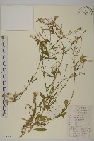 蠅子草藏品圖，第1張