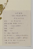 蠅子草藏品圖，第2張