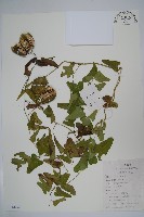 馬兜鈴藏品圖，第1張