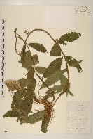 佩蘭藏品圖，第1張