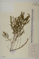 茵蔯蒿藏品圖，第1張