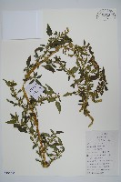 刺莧藏品圖，第1張