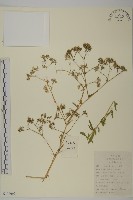 霞草、歐石頭花藏品圖，第1張