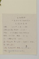 霞草、歐石頭花藏品圖，第2張