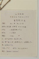 狹葉珍珠菜藏品圖，第2張