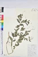 地构葉藏品圖，第1張