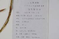 角蒿藏品圖，第2張