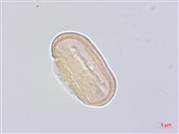 防風藏品圖，第1張