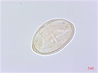 防風藏品圖，第2張