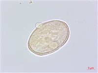 防風藏品圖，第3張