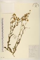 旋覆花藏品圖，第1張