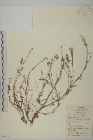 石竹、洛陽花、剪絨花藏品圖，第1張