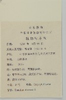 石竹、洛陽花、剪絨花藏品圖，第2張