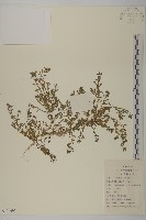 石胡荽、吐金草藏品圖，第1張