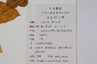 蘿藦藏品圖，第2張