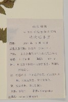 鬼針藏品圖，第2張