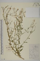 蠅子草藏品圖，第1張