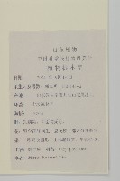 蠅子草藏品圖，第2張