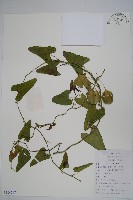 馬兜鈴藏品圖，第1張