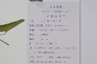 馬兜鈴藏品圖，第2張