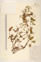 苦實菜藏品圖，第1張