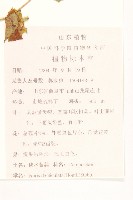 苦實菜藏品圖，第2張