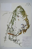 石沙參藏品圖，第1張