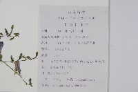 石沙參藏品圖，第2張