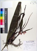 紫苞舌蘭、紫蘭藏品圖，第1張