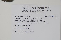 番荔枝、釋迦果、佛頭果藏品圖，第2張