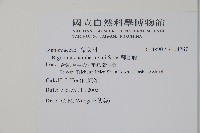 蒜香藤藏品圖，第2張