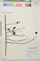 臺灣黃鱔藤藏品圖，第1張