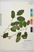 大黃鱔藤藏品圖，第1張