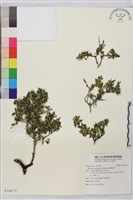 變葉鼠李藏品圖，第1張